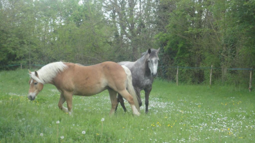 Les 2 Madeleine Bed & Breakfast Saint-Saturnin-du-Bois Exterior foto